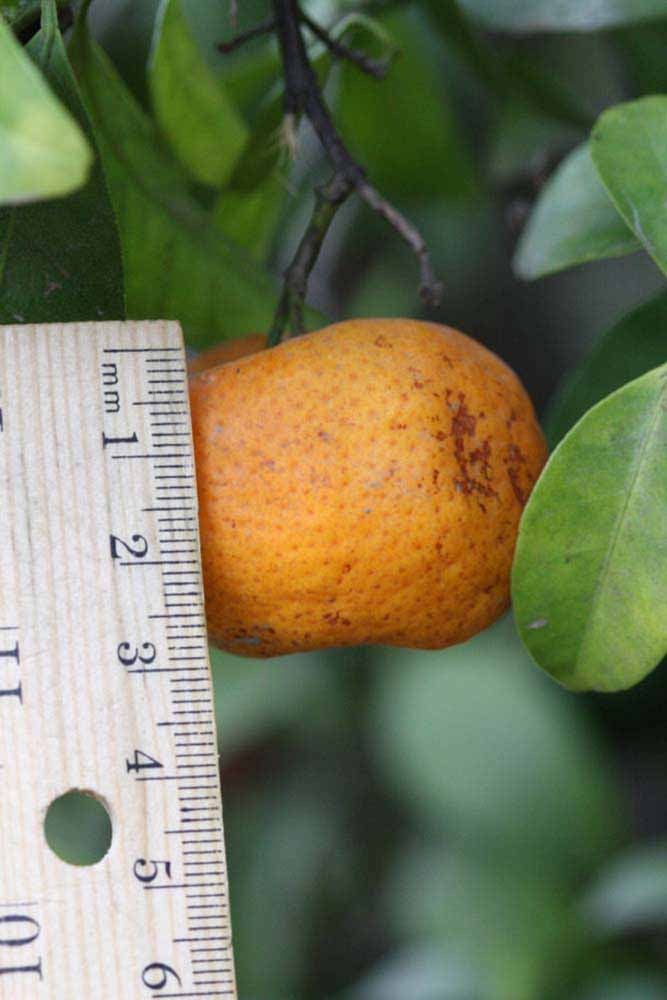            Fruit (Riverside, CA)   